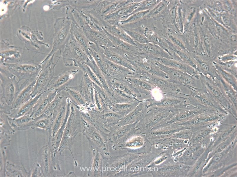 NCI-H2030 (人非小細胞肺癌細胞) (STR鑒定正確)