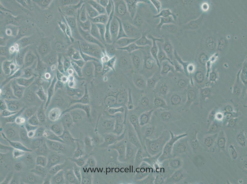 HCC1143 (人乳腺癌細胞) (STR鑒定正確)