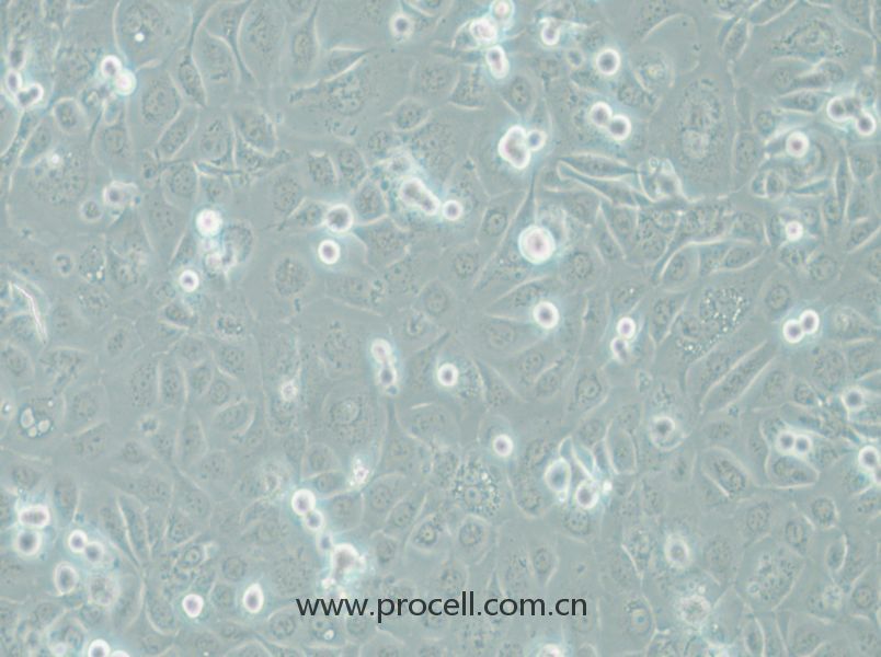 COLO-680N (人食管鱗狀細胞癌) (STR鑒定正確)